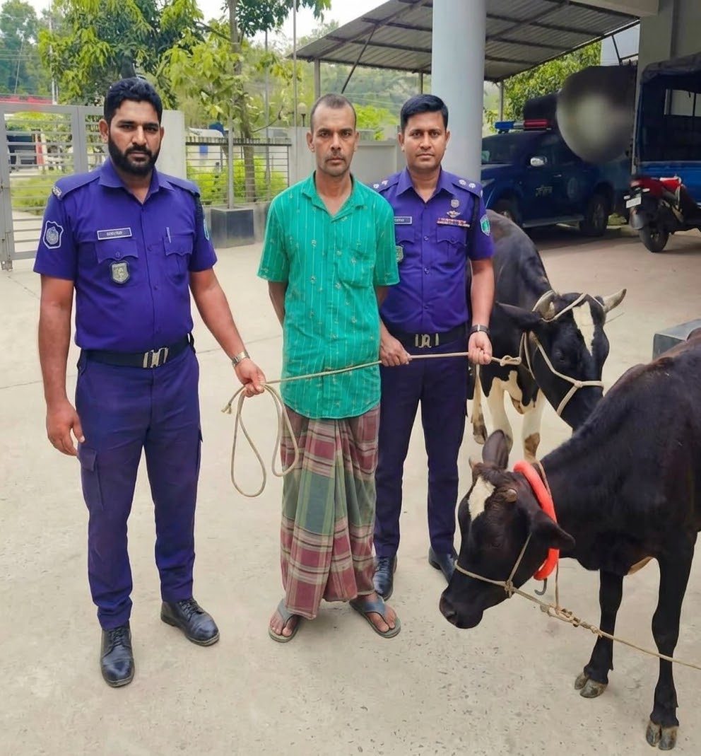 লক্ষ্মীপুরে গরু চুরির মামলায় কুমিল্লা থেকে একজন আটক ২টি গরু উদ্ধার