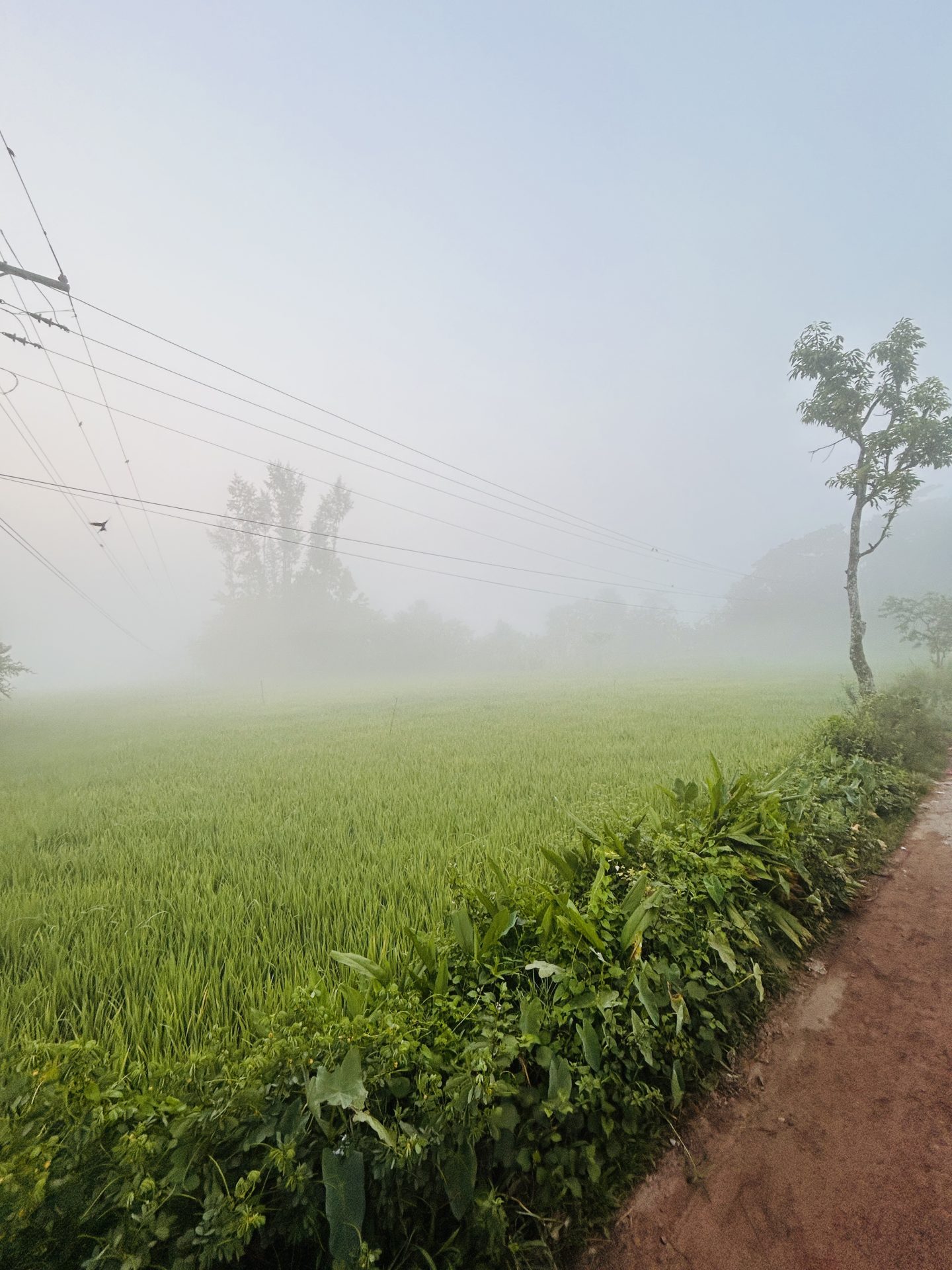 বকুলতলা — ছবি 4