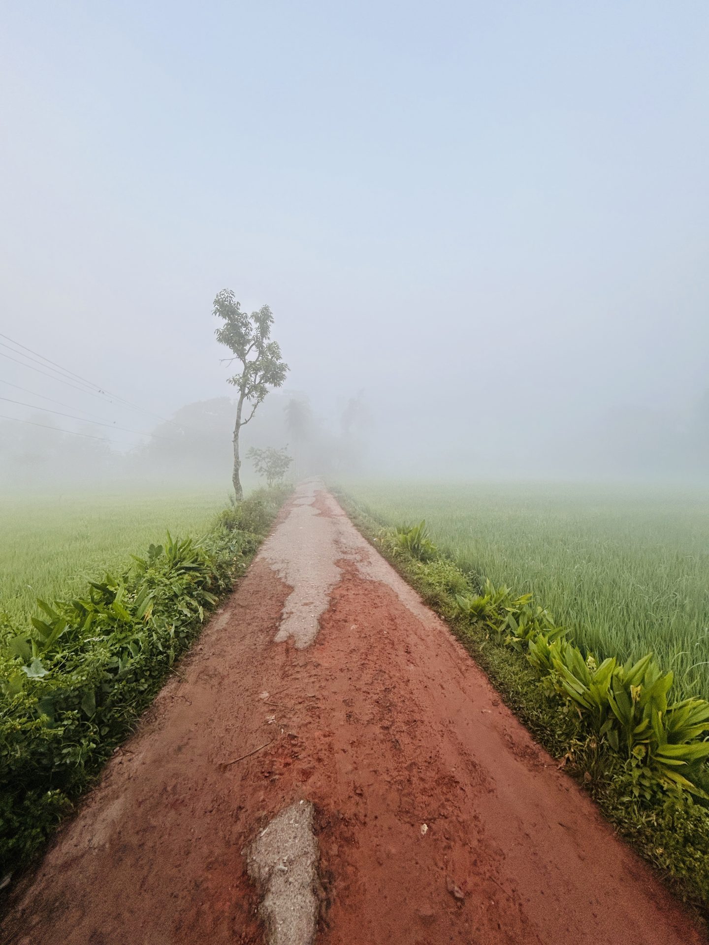 বকুলতলা